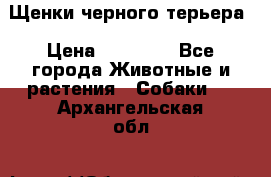 Щенки черного терьера › Цена ­ 35 000 - Все города Животные и растения » Собаки   . Архангельская обл.